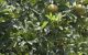 thum-m_pnkY8yx1q5_1617772021.jpg
