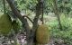thum-m_cy1f6DxBkG_1619063417.jpg