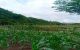 thum-7884859_hamSE5nMkY_1620574067.jpeg