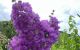 thum-8097090_f86HR5zwdO_1629294198.jpg