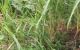 thum-8226196_4JRuwitaFM_1636329409.jpg