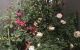thum-8243501_HOA6w5JFYq_1637031799.jpg