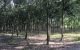 thum-8262782_dkpK6v8xFi_1637829220.jpg