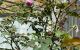 thum-m_VhoO09suNT_1690885003.jpg