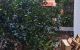thum-9166553_idkMmeb91u_1732507833.jpg