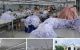 thum-9170093_vmaS2DHR9C_1734146627.jpeg