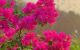 thum-9187282_Dkdop3Ja1b_1743739771.jpg