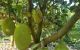 thum-m_KD74VQ8FlO_1744785815.jpg