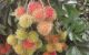 thum-9195769_w8RcZNYqLh_1748229249.jpg