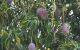 thum-9198182_6bODcVGREd_1749540139.jpg