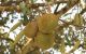 thum-9207299_987tPjmlnV_1754446036.jpg