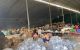thum-9245190_psveG1tyD6_1785580812.jpg