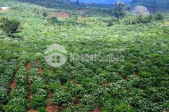 Đất bảo lộc tựa núi ngắm mây. view độc đáo vị trí đắc địa giá chỉ 1,5trm2 mặt tiền.