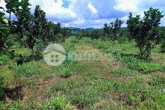 Bán trang trại rộng 56,000m2 ha tại cẩm mỹ, đồng nai giáp thành phố long khánh giá 28 tỷ