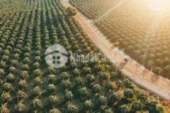 Đón đầu xu hướng đầu tư năm 2021 với đất nôn nghiệp hồng thái garden