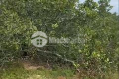 Bán miếng đất vuông gần kdl bàu trắng, sổ hồng riêng, công chứng ngay