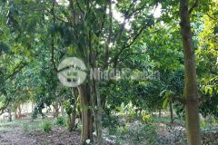 Cần bán hơn 5 công đất chiều ngang trên 28m thuộc phong điền, tổng dt 5140m2,giá tốt.