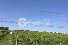 Bán 4578m2 đất nông nghiệp hồng thái, bắc bình sổ có đường chỉ 320 triệu lh 0938677909 hiền