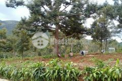 Cần bán 600m2, đất trồng cây ăn trái, nuôi gà thả cá