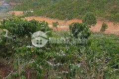 Đất vip làm du lịch 7 xào gần café mê linh tà nung