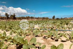 312m2 đất nông nghiệp gần biển đường nguyễn thị minh khai tp.phan rang