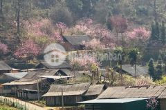 Bán đất nền nghỉ dưỡng y tý view vô cùng xuất sắc