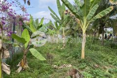 Đất ấp 2 trung an, mỹ tho, tg