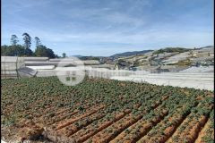 1408m2 đất mặt tiền đường nhựa chuyển full thổ cư 100 phường 7