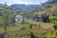 Cần bán mảnh đất hơn nửa hecta, có suối, có thông, có nhà gỗ nhỏ xinh xinh với giá chỉ 1,9 triệum2.