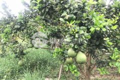 Cần bán đất tặng vườn bưởi 5ha3 xã khánh phú giá cực rẻ lh 0788.558.552