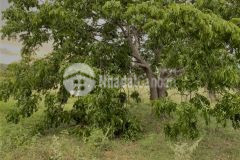 Cơ hội để sở hữu đất vườn bình thuận, chỉ với giá 80000đm2