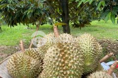 Bán vườn bưởi, sầu riêng ccos trái giáp sông xax sông cầu, khánh vĩnh lh 0788.558.552