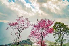 Ngân hàng siết nợ, bán gấp lô đất sa pa điện biên phủ