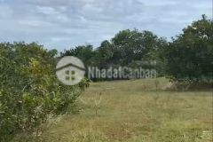 Bán lô đất 2 mặt tiền bắc bình, bình thuận diện tích 7000m2, công chứng ngay