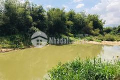 Bán vườn dâu giáp sông làm nhà vườn giá rẻ lh 0788.558.552