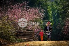 Đất trung tâm sa pa 2 mặt tiền 13m giá tốt