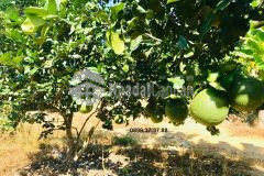 Vườn giáp sông 8.100m2 xã sông cầu, khánh vĩnh cần bán giá rẻ lh 0788.558.552