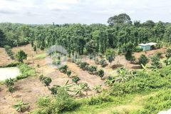 Sang gấp 4 sào đất cây trồng, bình thuận, xin lên thổ được 300m21000m2, giá đẹp