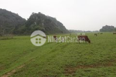 3000m đất phong cảnh hữu tình, ô tô vào, 1.38 tỷ lương sơn hòa bình