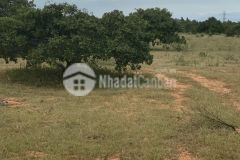 Bán gấp lô đất 9000m2 giá 630tr đất vườn bình thuận sổ hòng riêng