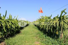 Bán đất nông nghiệp bắc bình, bình thuận vuông đẹp 96m2 x 102m2 chỉ 708tr lh 0938677909 hiền