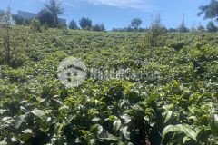 38. cần bán lô đất thôn 1 xã lộc an huyện bảo lâm cách ql20 1,5km