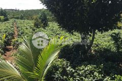 37. cần bán lô đất xã lộc an huyện bảo lâm đất cây ăn trái có sẵn