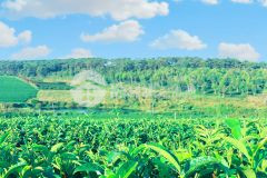 Đất nền bảo lộcđối diện kdl tâm châulh 0915514361