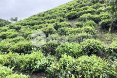 24.cần bán gấp 1 xào đất đường nhựa