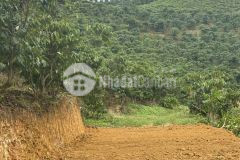 22. cần bán gấp 1 mẫu 75 đất đồi, ngay xã đại lào bảo lộc