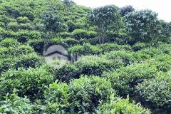 23. cần bán gấp 5mẫu9 đất 350tr cảnh đồi núi mênh mông