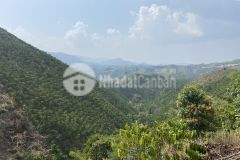 57.cần bán lô đát 19000m2 xã lộc thành tỉnh lâm đồng