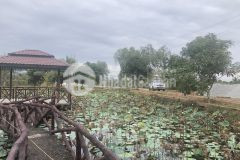 Chính chủ cần tiền bán lại lô đất 1000m2 huyện hàm thuận bắc