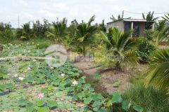 Bán đất bình thuận trồng cây lâu năm view sông quao shr